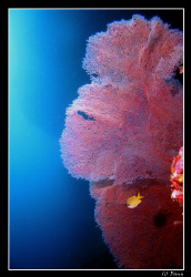 Huge gorgonia taken outside the "Cathedral", Pescador, Mo... by Daniel Strub 